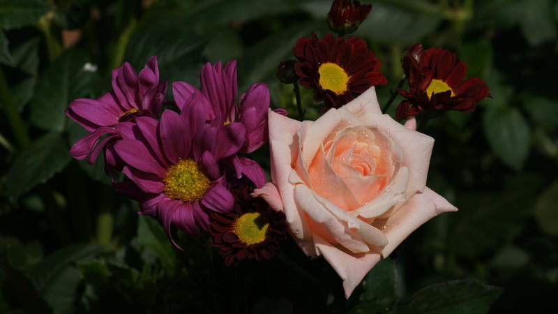 rose, nature, nature and landscapes, 1080P, red, flowers, yellow, purple, summer, wild, pink, bouquet