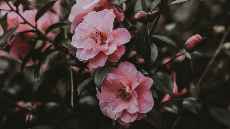 Bushes, 4K, pink, wild rose, pink flawers, flowers