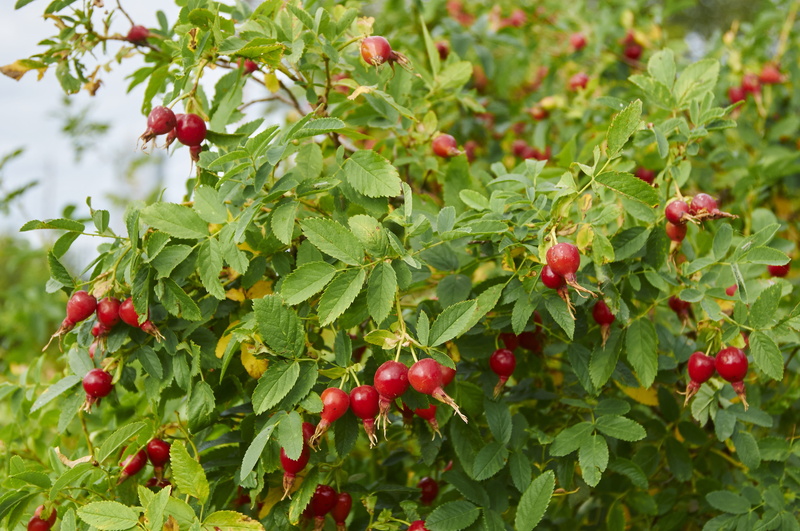 red currant, freshness, 4K, bush, plant, berry fruit, rose hip, fruit, tree, outdoors, forest, wellbeing, growth, healthy eating, close-up, red, berry