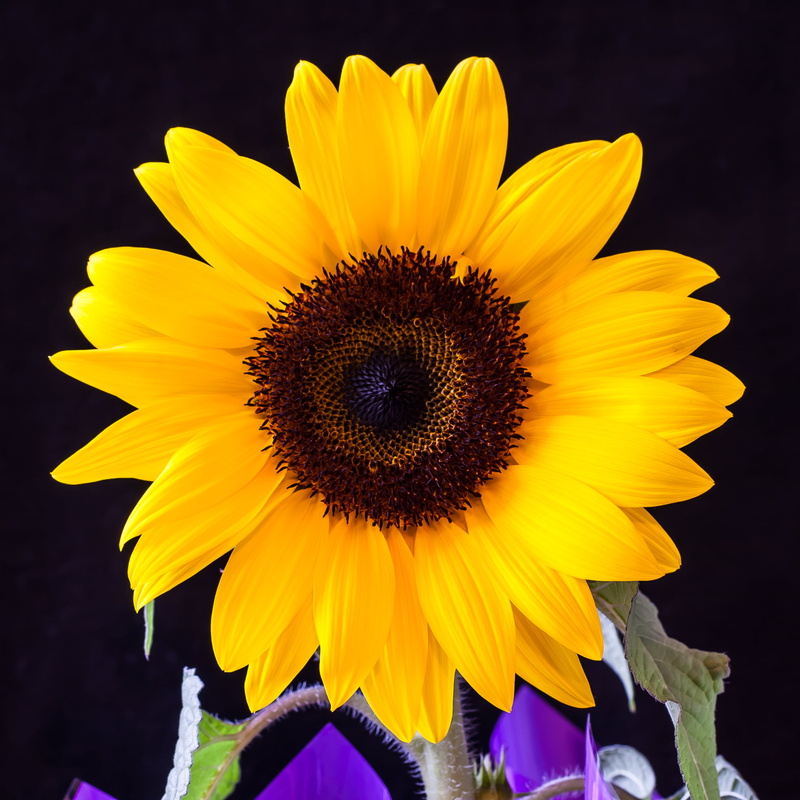 summer, f/2.8, flower, Sunflower, plant, flash, petal, photography, Canon XTi, nature, EF, USM, flor, yellow, Macro, agriculture, 2K