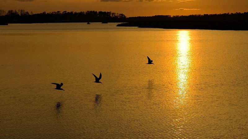 animal wildlife, group of animals, sky, bird, beautiful photos of nature scenery  1920x1080, tranquility, silhouette, animal, orange color, reflection