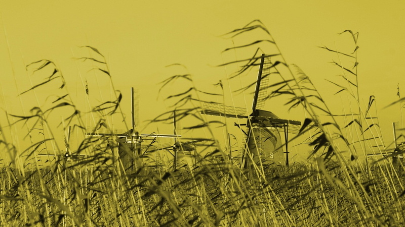 grass, 1080P, outdoors, tranquil scene, beauty in nature, sky, yellow, crop, field, plant, no people, land, tranquility, scenics - nature, green color