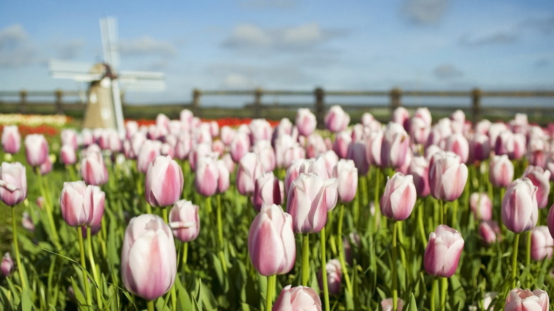 outdoors, plant, nature, inflorescence, no people, flower, 1080P, beauty in nature, purple, day, close-up, pink color, springtime, beautiful scenes of nature hd pictures 1920x1080