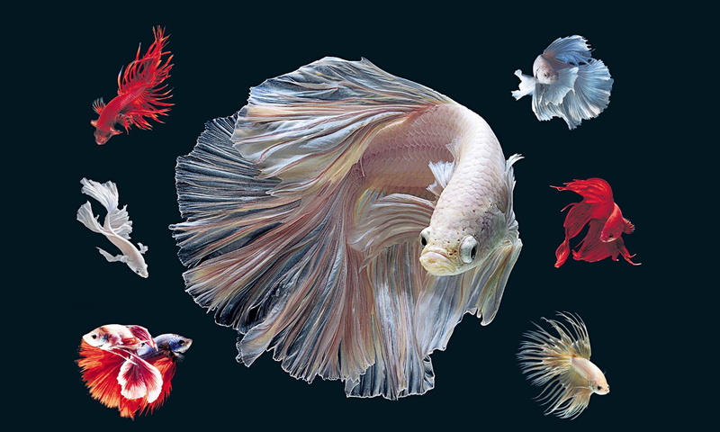sea, group of animals, studio shot, cut out, black background, Siamese, betta, sea life, undersea, water, nature, animal wildlife, 2K, marine, vertebrate