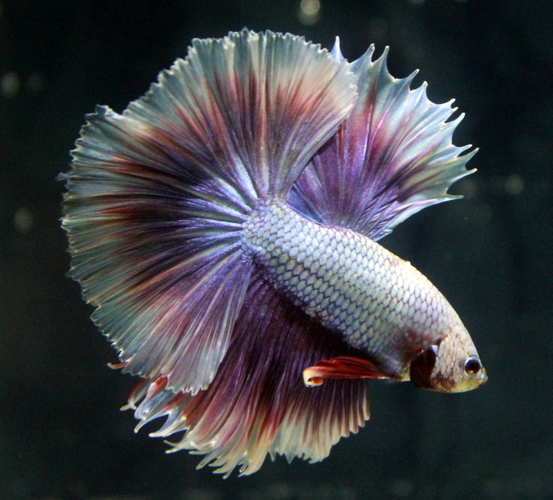 sea life, no people, fish, Fighting, swimming, animal, underwater, animal wildlife, vertebrate, beauty in nature, sea, one animal, betta, animal themes