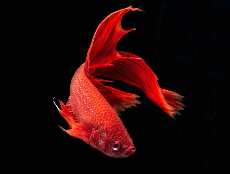 psychedelic, underwater, Fighting, Siamese, tropical, 720P, betta, fish