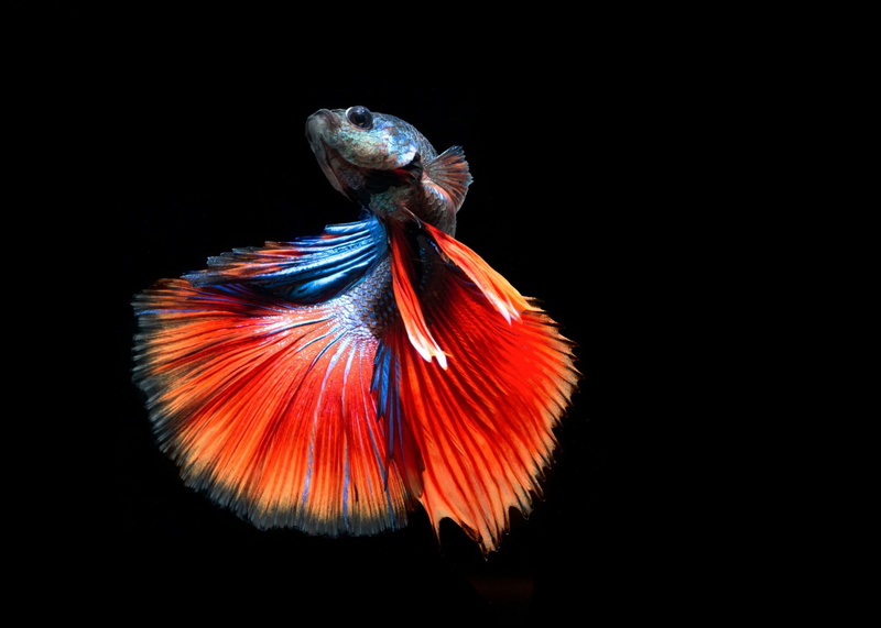 fish, betta, tropical, psychedelic, Siamese, underwater, Fighting, 1080P