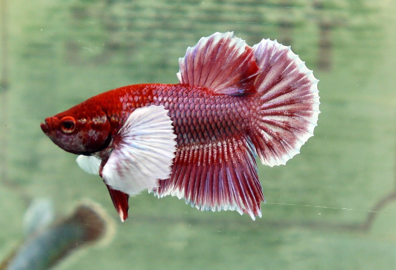 betta, fish, 720P, tropical, fighting, psychedelic, siamese, underwater