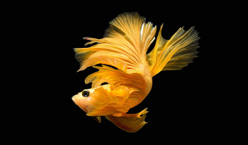 fish, tropical, underwater, Siamese, 720P, psychedelic, Fighting, betta