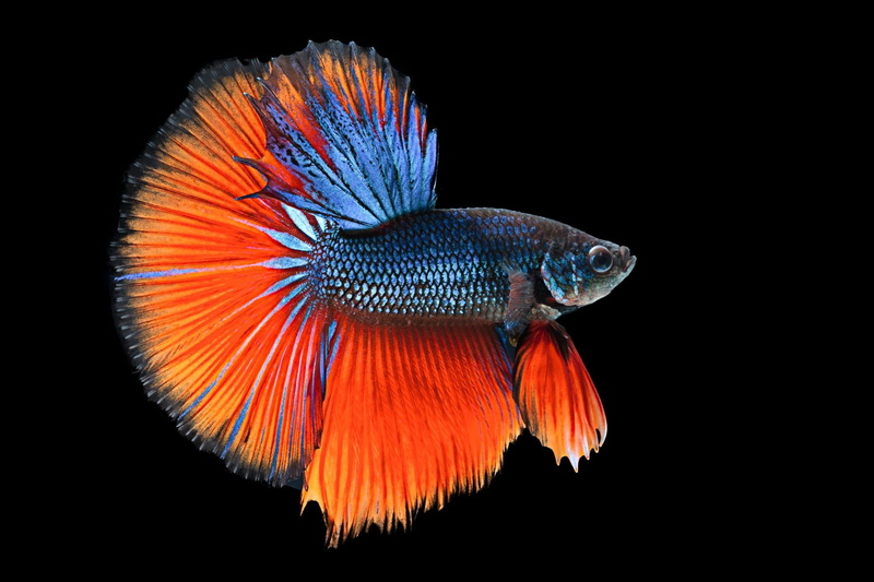 Siamese, Fighting, 1080P, tropical, underwater, fish, betta, psychedelic
