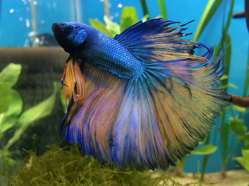 2K, focus on foreground, animal, animal themes, day, freshness, psychedelic, vertebrate, flower, purple, nature, fish, flowering plant, close-up, betta