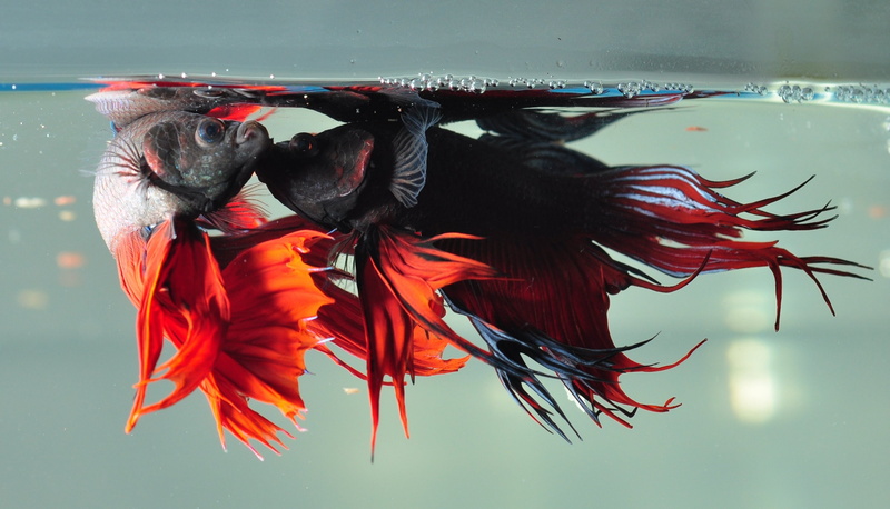 tropical, Siamese, fish, 2K, psychedelic, betta, underwater, Fighting