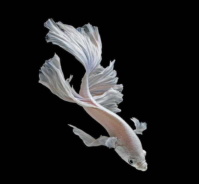 vertebrate, animal, close-up, nature, copy space, sea, water, tropical, animal wildlife, psychedelic, betta, black background, animal themes, cut out, beauty in nature