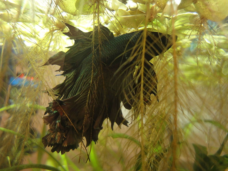 branch, betta, beauty in nature, day, green color, 720P, plant, plant part, sunlight, nature, psychedelic, land, outdoors, green, no people, close-up