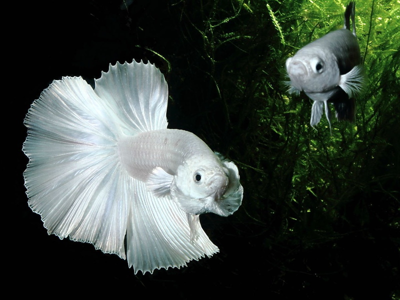 Fighting, tropical, fish, animal, no people, animal themes, white color, 720P, water, psychedelic, underwater, betta, beauty in nature, Siamese, two animals