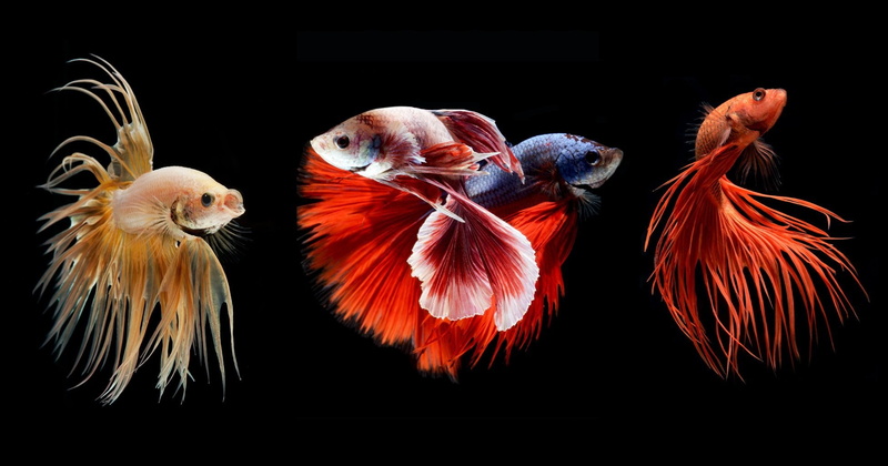 betta, 1080P