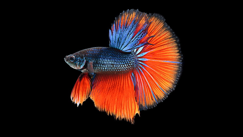copy space, swimming, animals in the wild, Animal, black background, indoors, marine, orange color, beauty in nature, Betta, cut out, Siamese Fighting Fish
