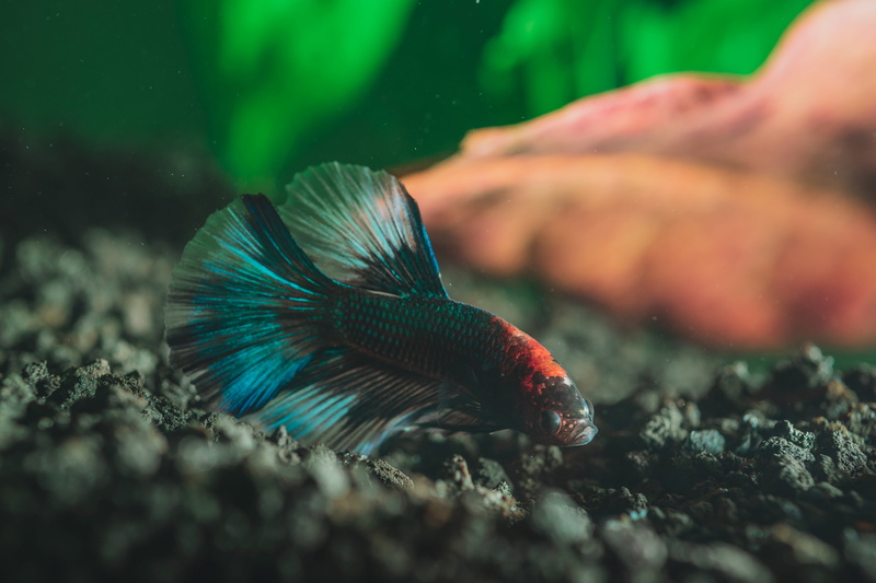 selective focus, sea life, undersea, 5K, animal themes, marine, vertebrate, close-up, one animal, betta, fish, black, animals in the wild, water, no people