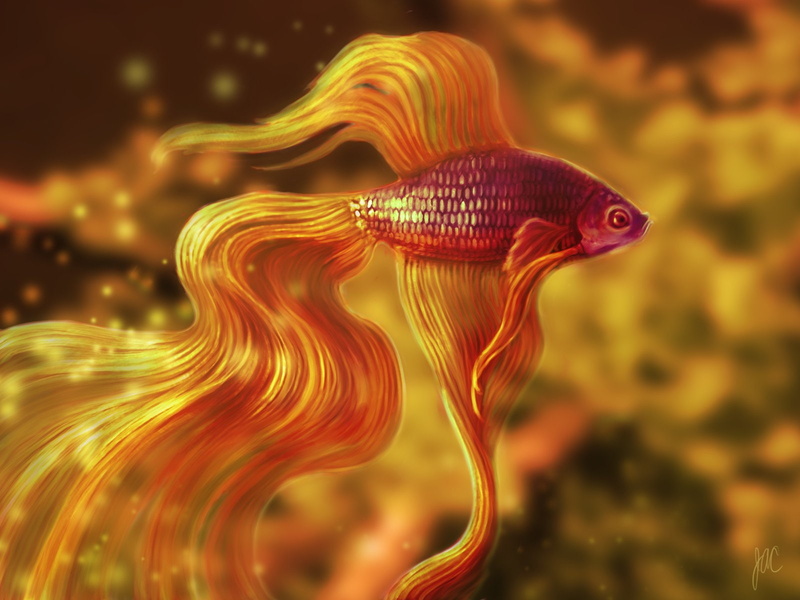 invertebrate, one animal, undersea, animal themes, marine, close-up, Fighting, animal, focus on foreground, sea life, 720P, orange color, profile view
