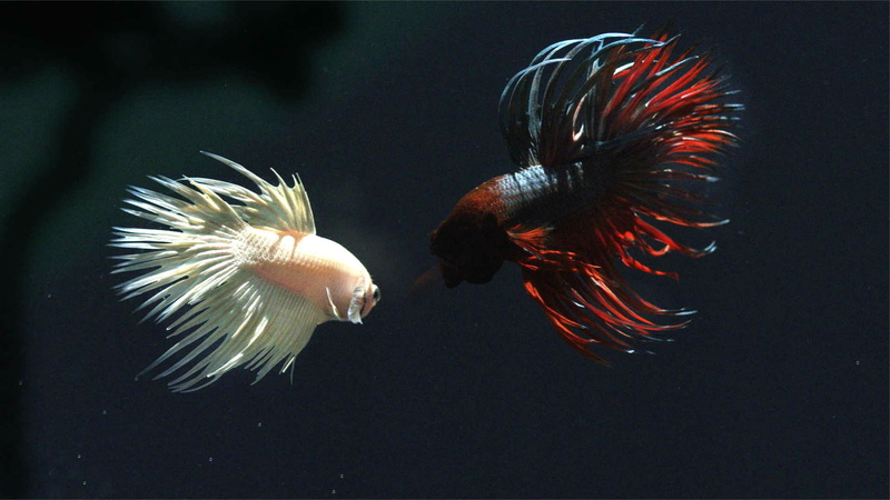 swimming, no people, sea life, 1080P, animal themes, betta, tropical, beauty in nature, nature, animals in the wild, one animal, water, underwater, animal wildlife