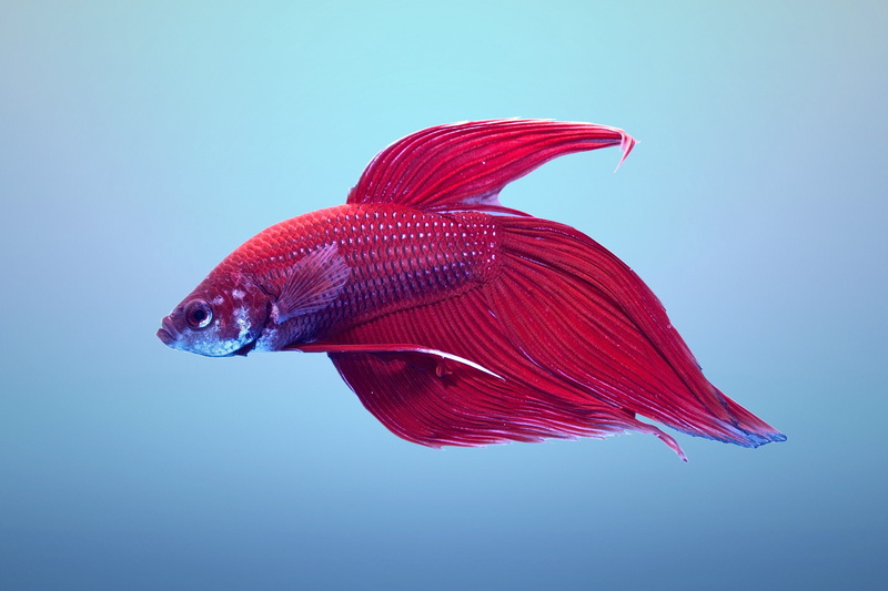 betta, Fighting, underwater, fish, Siamese, tropical, psychedelic, 4K