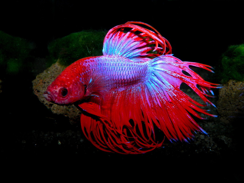 animal themes, no people, underwater, animal wildlife, sea, tropical, aquarium, fish, animals in the wild, vertebrate, swimming, animal, nature, marine