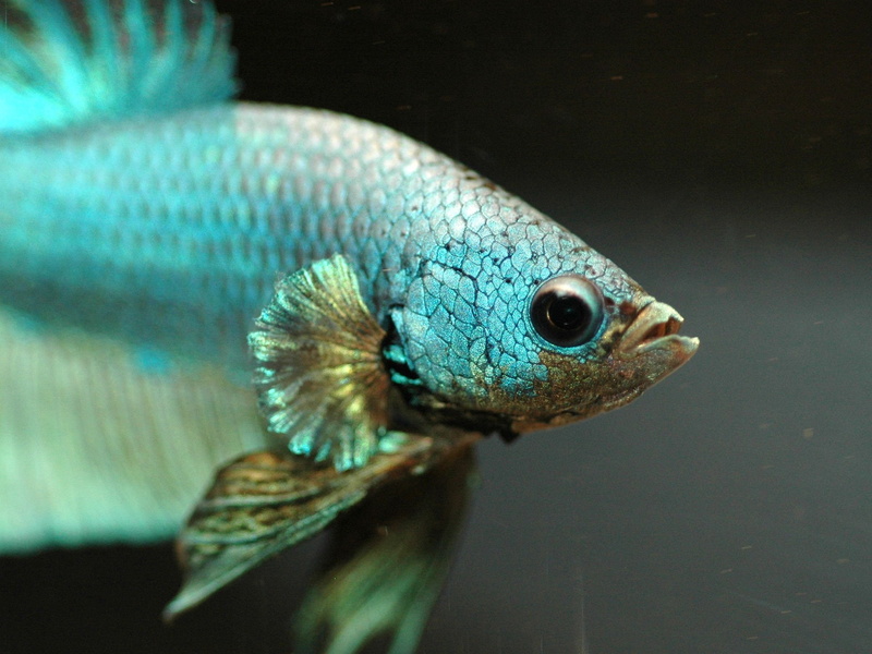 betta, animal eye, water, psychedelic, swimming, undersea, Siamese, Fighting, close-up, underwater, animals in captivity, sea, marine, vertebrate, animal body part