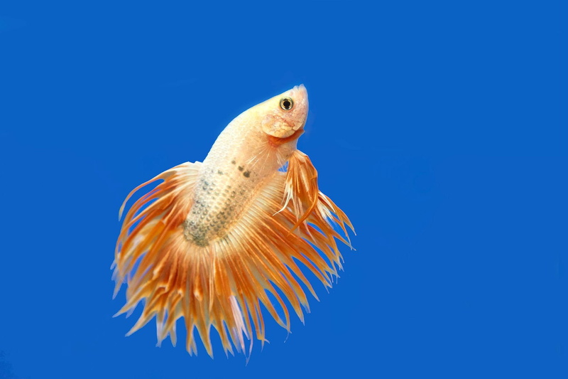 animal, close-up, sea, marine, nature, no people, indoors, animals in the wild, Fighting, blue, animal themes, sea life, one animal, swimming, 1080P, blue background