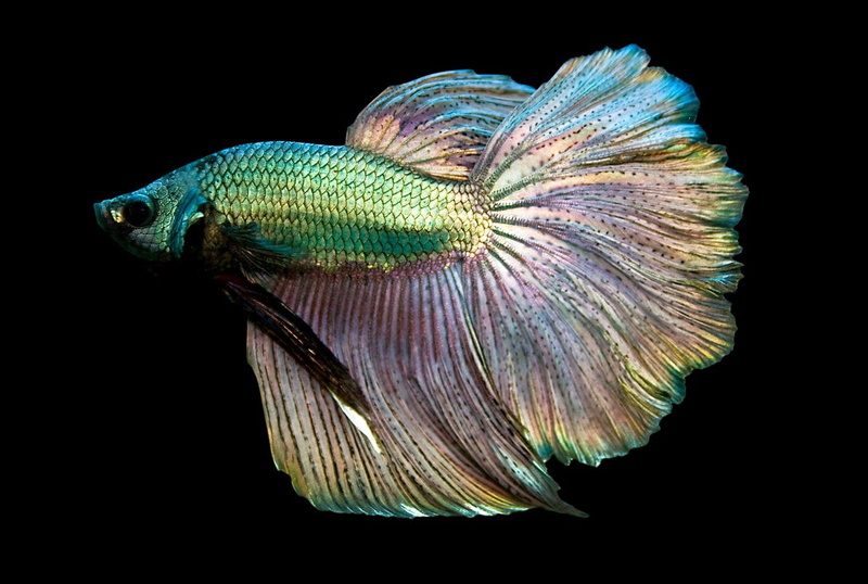 vertebrate, animal wildlife, betta, water, sea, one animal, cut out, marine, swimming, animal, animals in the wild, indoors, underwater, close-up, nature