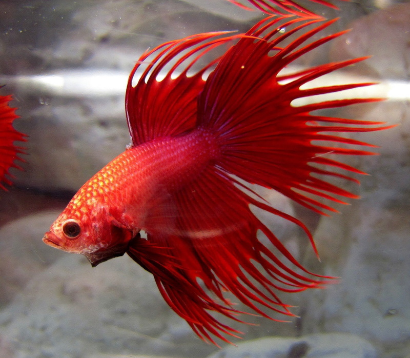 nature, fish, glass - material, animal themes, water, animals in the wild, one animal, Colorful, tropical, animal wildlife, animals in captivity, sea life