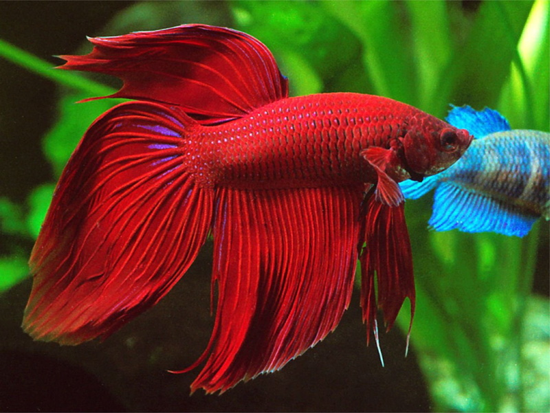 betta, psychedelic, fish, underwater, 720P, Siamese, Fighting, tropical