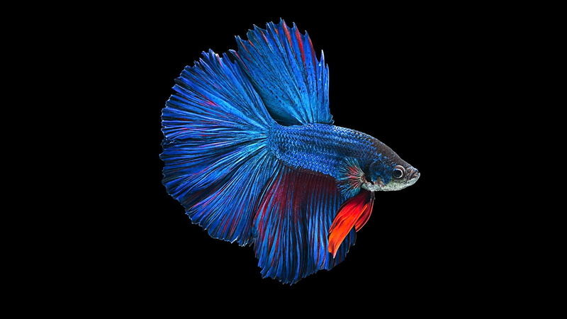 1080P, Siamese Fighting Fish, Betta, Animal