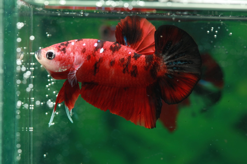 butterfly - insect, transparent, Betta, animal, animals in the wild, one animal, focus on foreground, invertebrate, swimming, Fish, animal wing, water