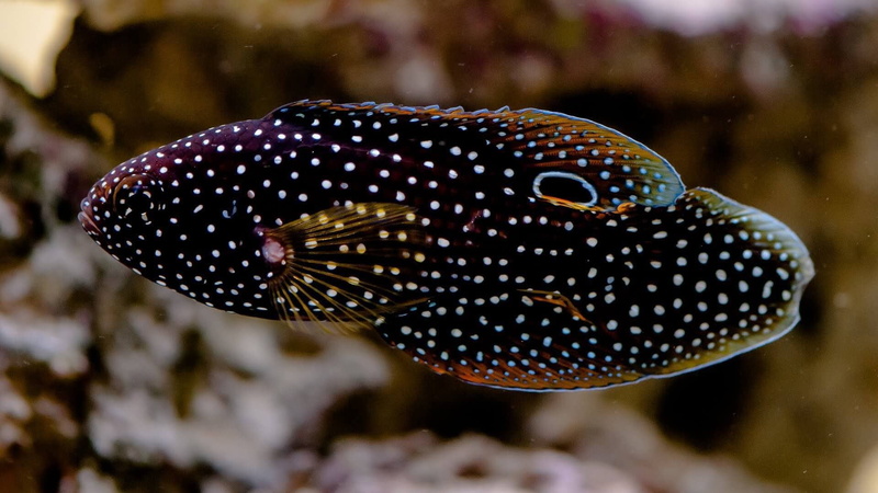 Siamese, underwater, betta, fish, tropical, 1080P, psychedelic, Fighting