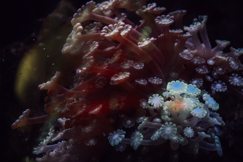 underwater, undersea, macro photo, animals in the wild, macro, close-up, tank, invertebrate, 4K, water, aquarium, marine, sea life, swimming, coral, sea