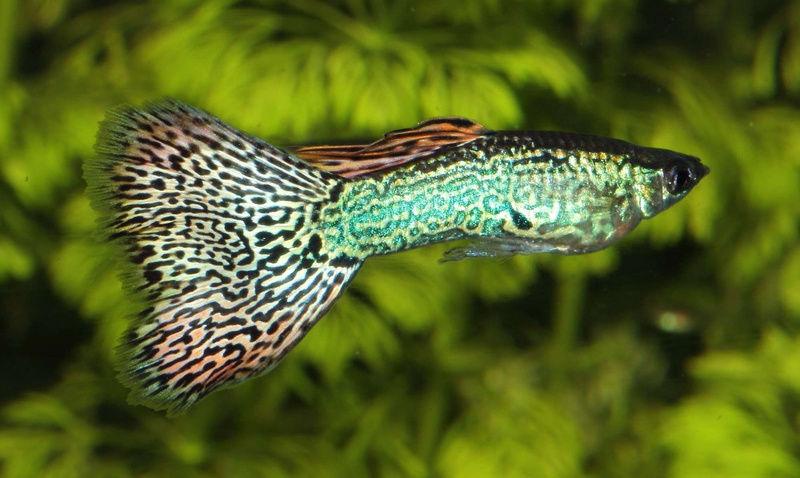 tropical, fish, guppy, 1080P