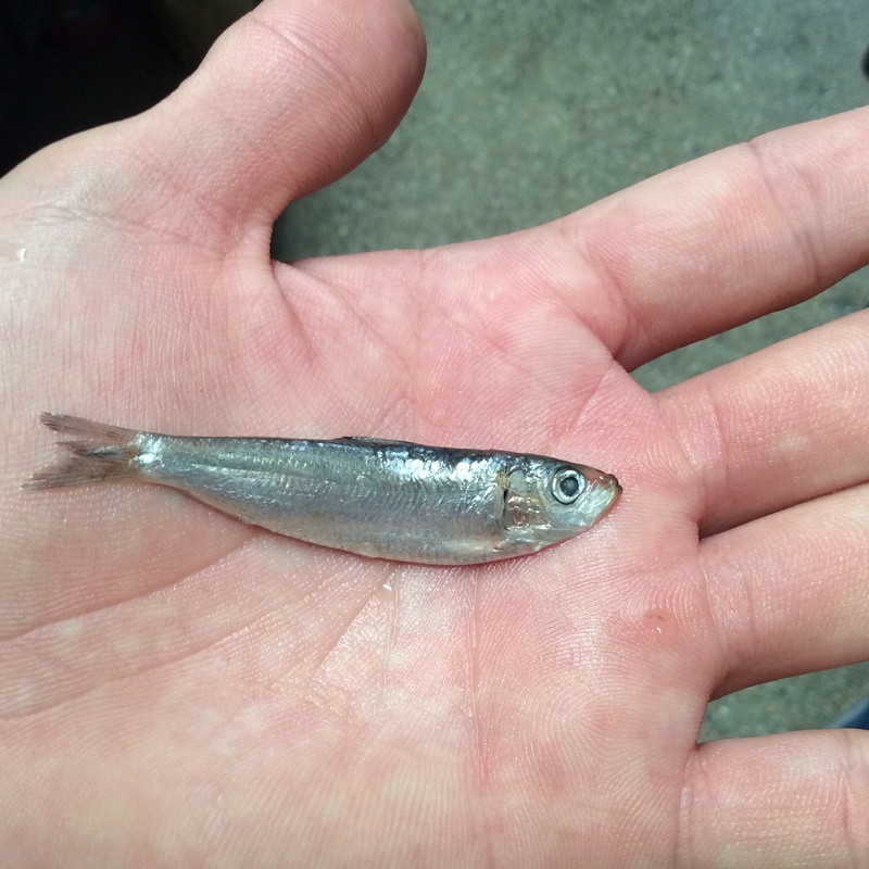 unrecognizable person, body part, hand, vertebrate, catch of fish, fish, lifestyles, guppy, one animal, holding, real people, animal wildlife, finger, close-up