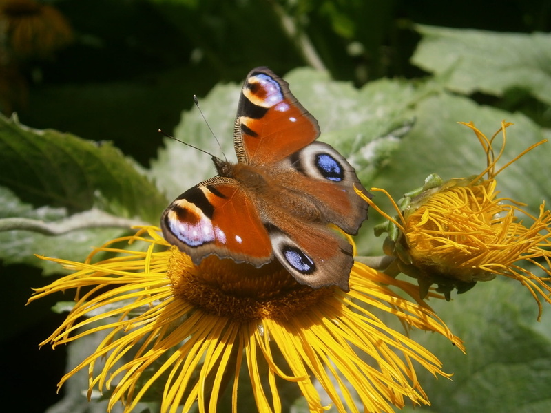 pollen, flowering plant, focus on foreground, 1080P, animals in the wild, pollination, outdoors, one animal, animal themes, butterfly - insect, butterfly