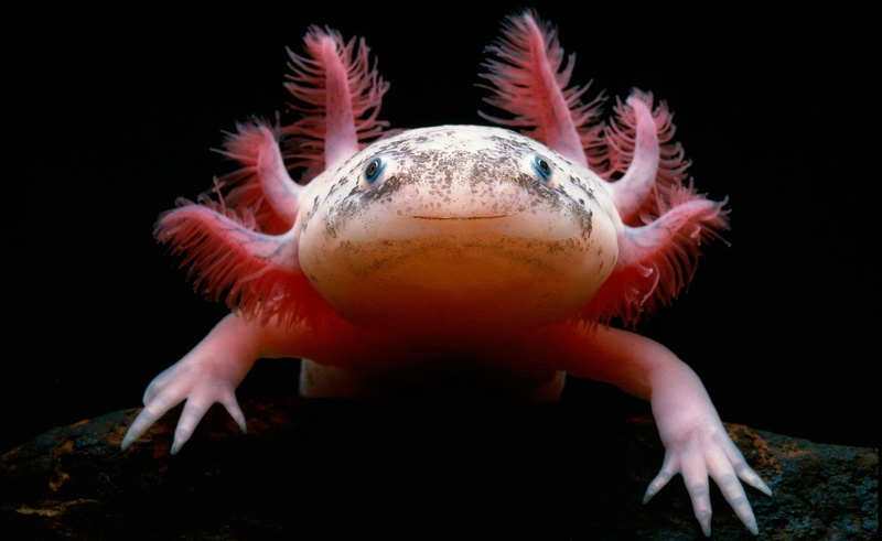 indoors, 2K, sea, close-up, one animal, underwater, animal body part, animals macro axolotl, animal, nature, full length, sea life, marine, animal themes