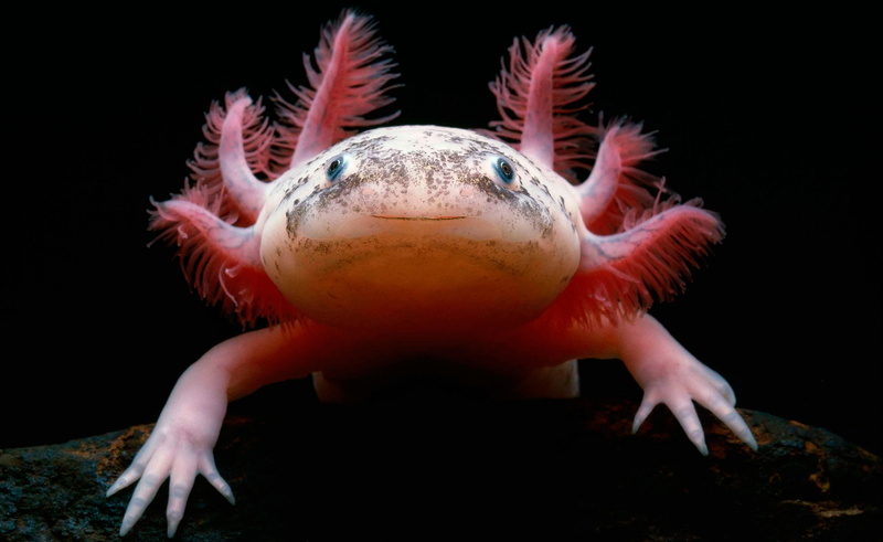 2K, Animal, Axolotl