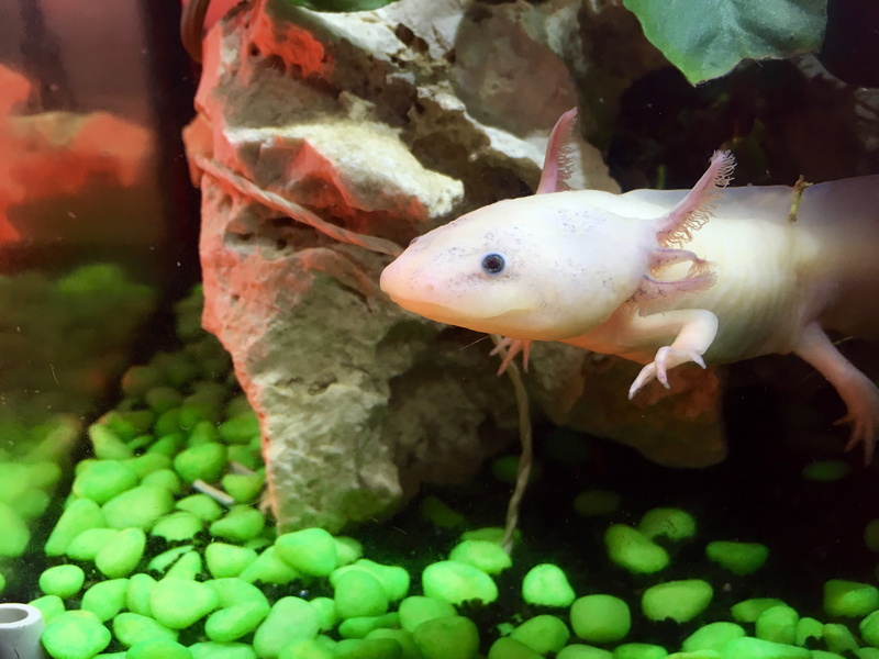 aquarium, vertebrate, nature, animal themes, axolotl, marine, one animal, swimming, animal, fish tank, undersea, animal wildlife, underwater, fish, tank