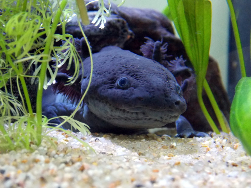 day, male, 4K, reptile, animal, vertebrate, nature, water, no people, black, underwater, axolotl, plant, sea, head, wildlife, sea life, marine, fish, close-up
