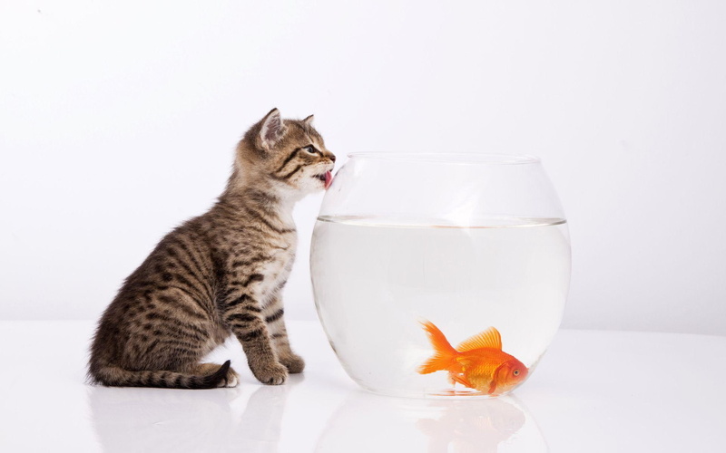 bowl, animals, 1920x1200, gold, tabby, kitten, licking, fish, brown, cat, 1080P