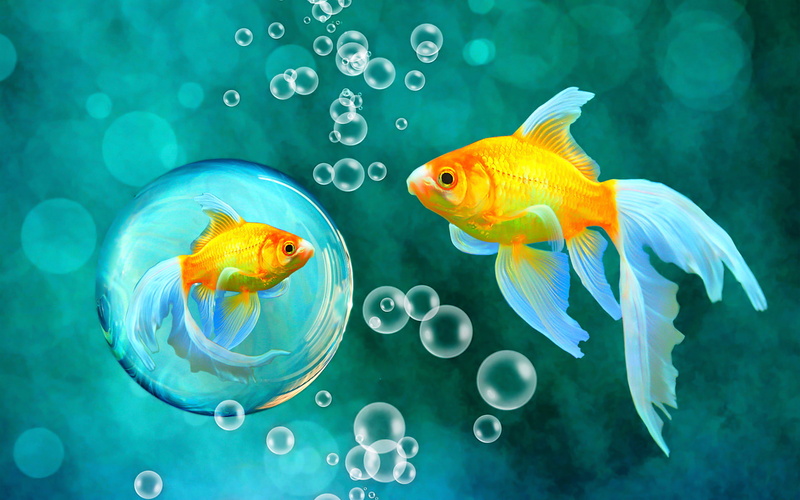 fishes, bubbles, bokeh, sea, water, 1080P, blue, underwater, fish, goldfish, gold