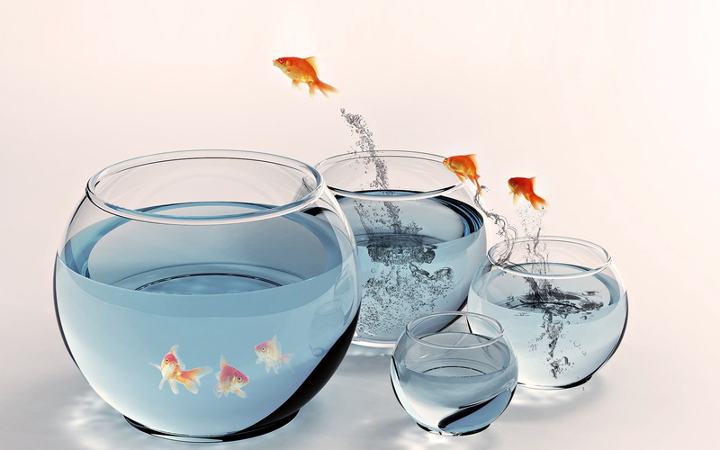 hi res, art, 1080P, fishes, gold, background, bowl