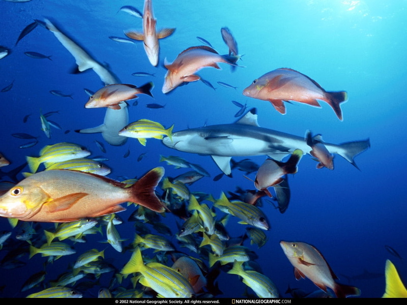 480P, art, hd, animals, fishies, FISH