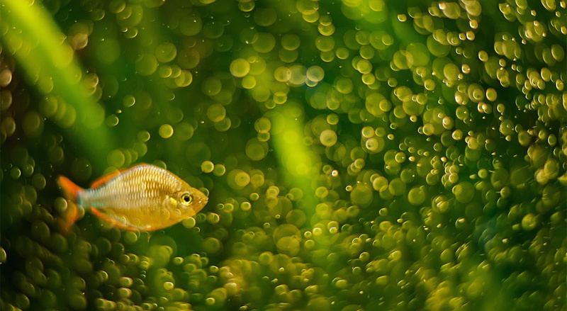 outdoors, vertebrate, marine, sea life, animal, no people, swimming, glass - material, nature, Sea, orange, one animal, fishy, fish, 1080P, water, animal wildlife