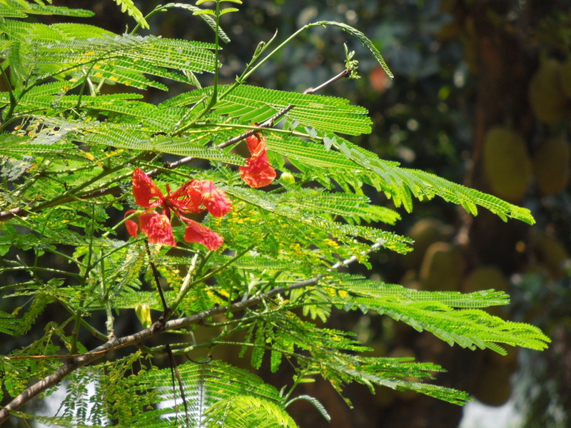 outdoors, animal themes, 2K, leaf, fishy, wooden, growth, sweet, flower, nature, day, plant part, tree, freshness, no people, plant, romance, animal wildlife