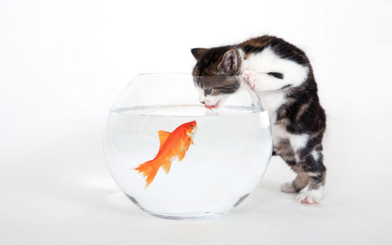 fishbowl, cat, feline, fishy, pets, watching, domestic cat, curiosity, fish, 1080P, no people, water, animal, studio shot, one animal, goldfish, domestic