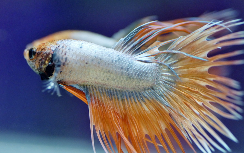 nature, sea, veils, extreme close-up, invertebrate, asian, animal, fish, animals in the wild, macro, fishy, 5K, animal themes, aquarium, beta, exotic